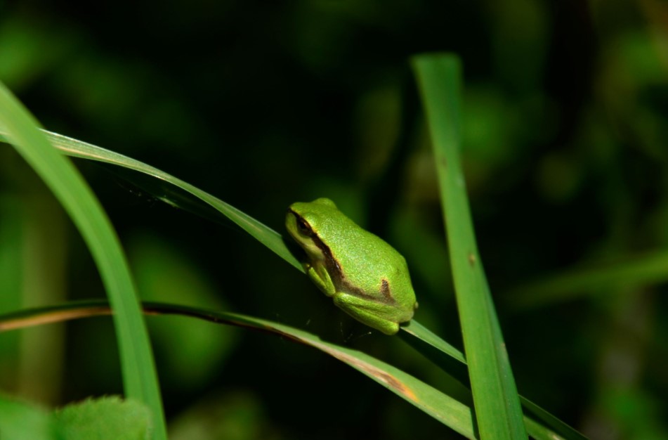 Slika zelene rege; Zelena rega (Hyla arborea) (foto: Tina Belej), vir: ZRSVN