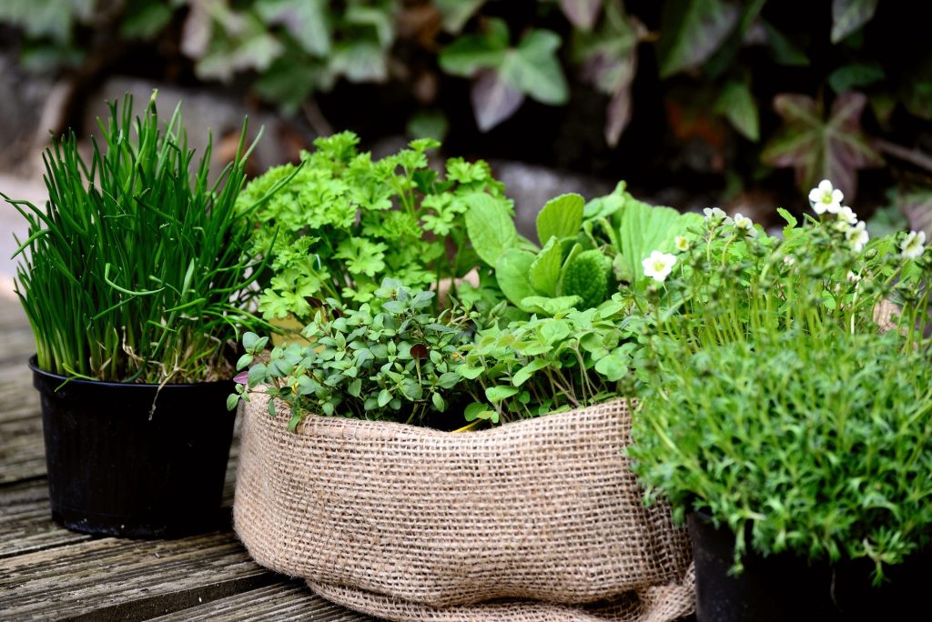 Slika zelišč; zelišča, vir: herbalist.si