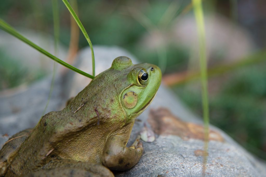 Dekorativna slika žabe na kamnu; Green Frog on Gray Rock (foto: Julissa Helmuth), vir: Pexels